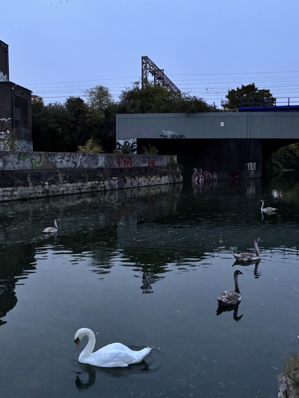 Waterfowl